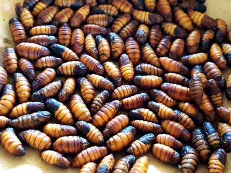 pupa of Silkworms