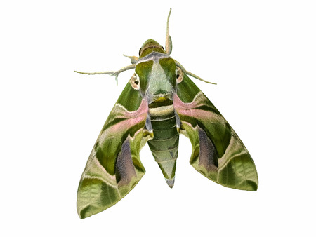 Daphnis nerii (Hawk moth) isolated on white background for die cut with clipping pathの写真素材