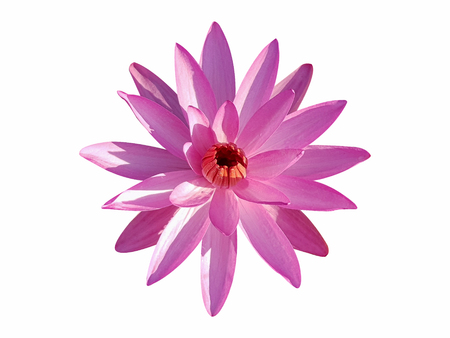 Pink lotus flower isolated on white background for die cut with clipping pathの写真素材