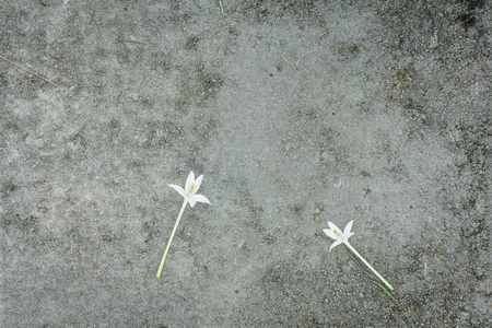 Indian cork flowers (Millingtonia hortensis) on concrete floor (selective focus), copy spaceの写真素材