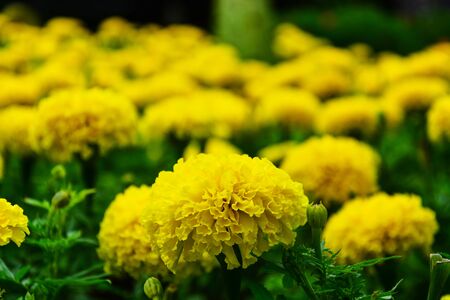 yellow marigolds (Tagetes erecta, Mexican marigold, Aztec marigold, African marigold), selective...