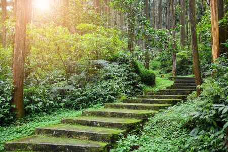 scenic forest landscape, entrance to the forest, green moss and lichen covered on curve stairway in...