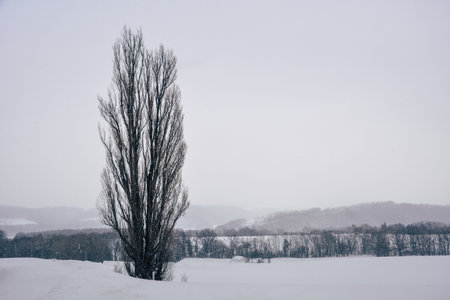 minimal winter landscape, Ken and Mary tree during snowfall on winter day, copy space, Biei, Hokkaido, Japanの写真素材