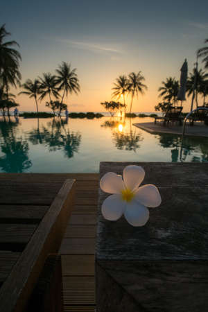 sunset with plumeriaの写真素材