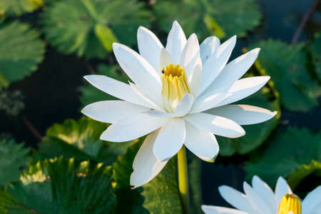 white lotus in pondの写真素材