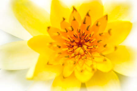 Closeup lotus in pondの写真素材