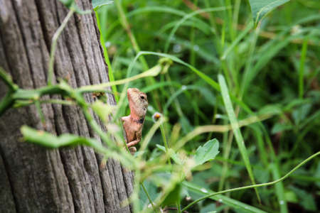 Chameleon is hiding on the back of the timberの写真素材