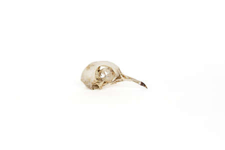 Bird skull on white background