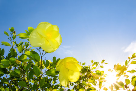 Yellow flower or Bauhinia tomentosa with sunlight in morning timeの写真素材