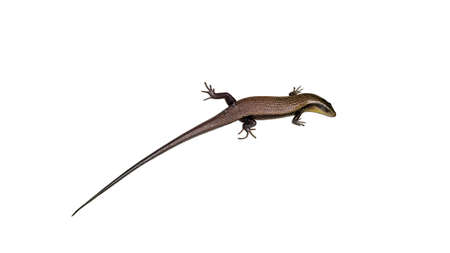 Skink lizard reptile isolated on white backgroundの写真素材