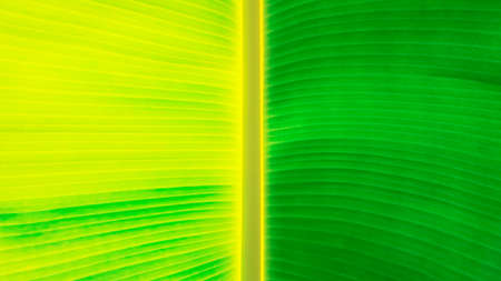 Surface of banana leaf in soft tone colorの写真素材
