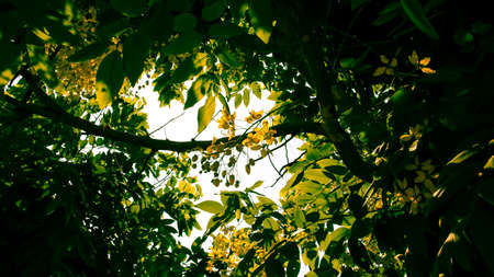 Yellow flower in the shadow of leaf background.の写真素材