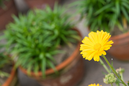 Daisy, Yellow Flower Stand Among Green Cropの写真素材