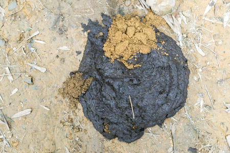 Fresh Bull dung On The Groundの写真素材