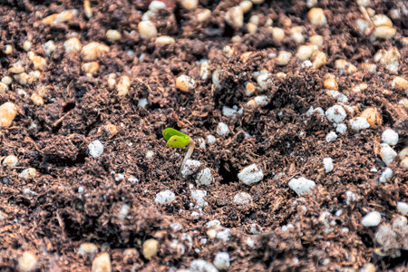 A marijuana seedling freshy sprouted through the ground. The plant is low to the soil and its leaves...