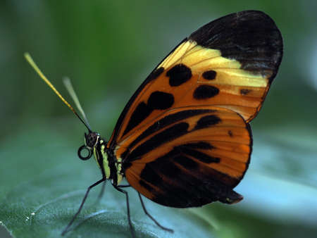 butterfly