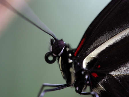 butterfly