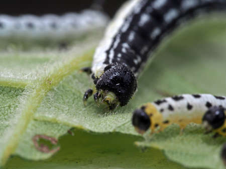 Caterpillar 
