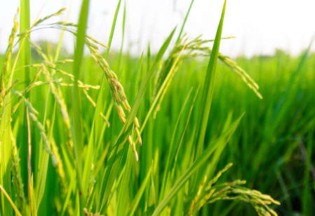 farmer and rice in a field thailand