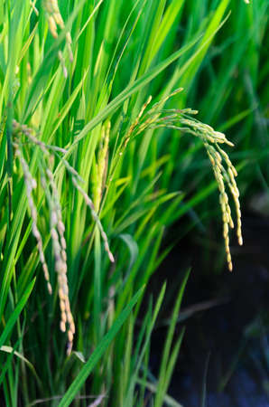 farmer and rice in a field thailandの写真素材