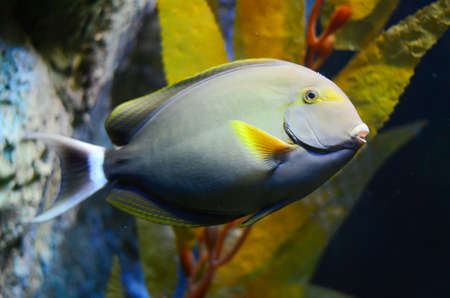 colorful tropical fish in aquariumの写真素材