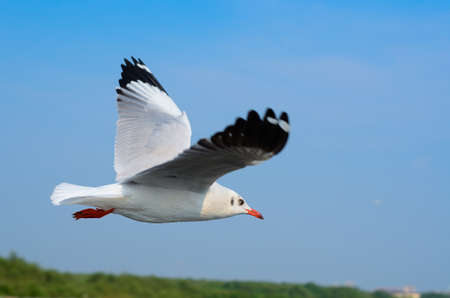 flying seagull on the blue skyの写真素材