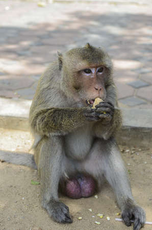 Monkey is eating a peice of cornの写真素材