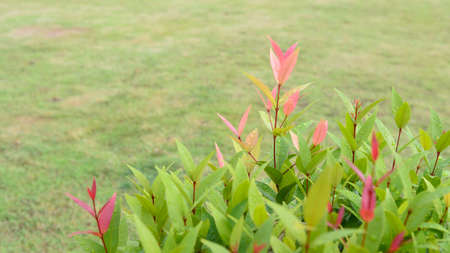 a bush of flower with dew after rainの写真素材