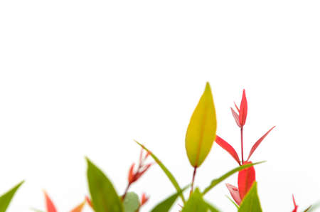 Red flower with isolate backgroundの写真素材