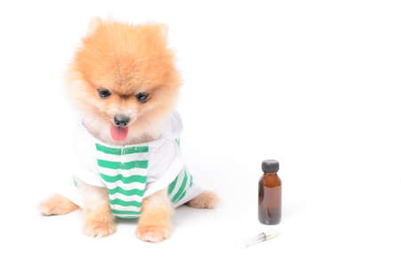 the dog and a bottle of drug and Syringeの写真素材