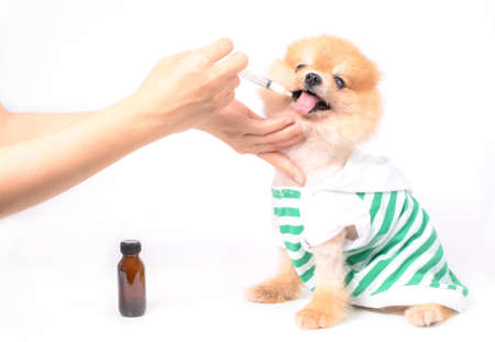  veterinary is medicating drug to the dogの写真素材