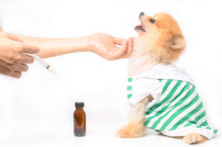 Sicked dog waiting for medicationの写真素材