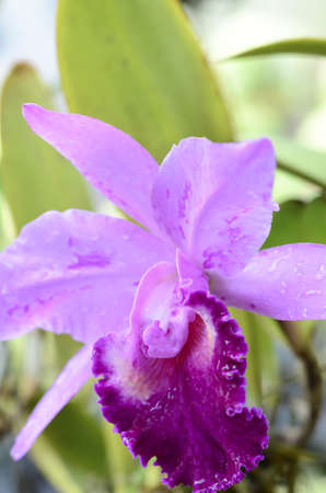 close up the purple orchidの写真素材