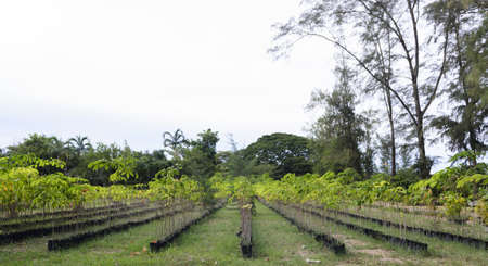 various of cultivated plantの写真素材