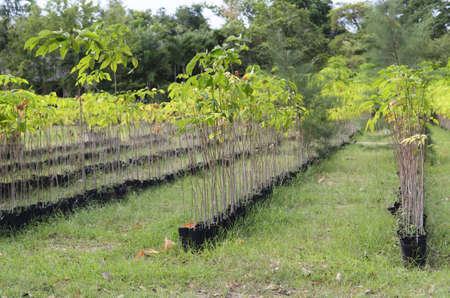 cultivated plant on dayの写真素材