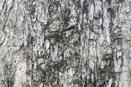 old wood texture backgroundの写真素材