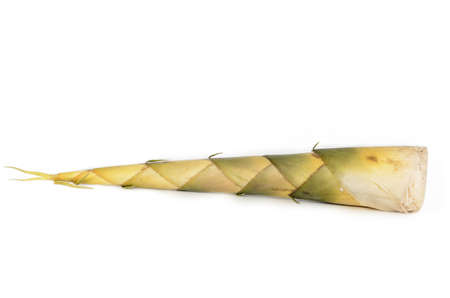 raw bamboo shoot on the isolate backgroundの写真素材