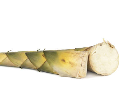 raw bamboo shoot on the isolate backgroundの写真素材