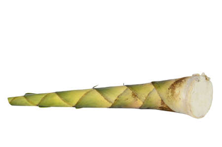 raw bamboo shoot on the isolate backgroundの写真素材