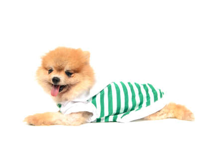 lovely dog wearing a shirt is prostratedの写真素材