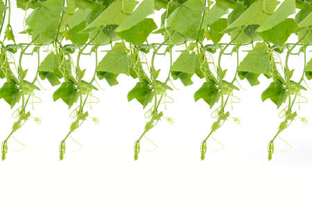 Ivy gourd pattern isolated on white