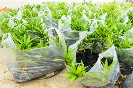 young plants growing in the bag for sellの写真素材