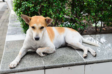vagabond dogの写真素材