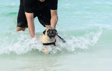 dog playing in the seaの写真素材