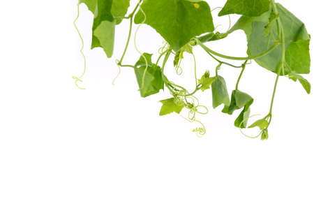 creeper plant, Ivy gourd isolated on whiteの写真素材