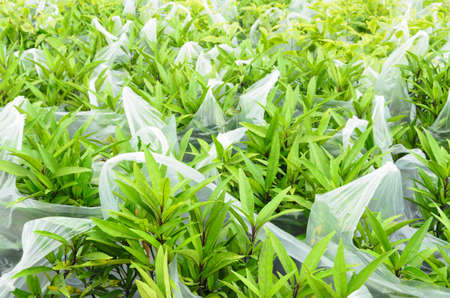 young plants textureの写真素材