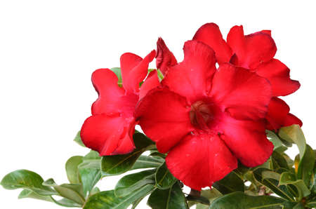Red  desert rose isolated on whiteの写真素材