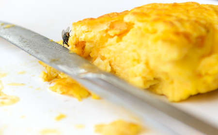 fly on a foodの写真素材