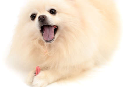 dog eating yummy treat on white backgroundの写真素材