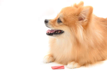lovely dog with treat on white backgroundの写真素材